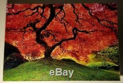 Tree Of Life Rare Peter Lik Authentic Original Framed Signed Gallery Photograph